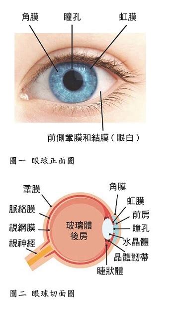 眼球形狀|眼睛的構造結構名稱詳細說明